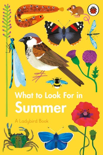 Ladybird What to Look For in Summer