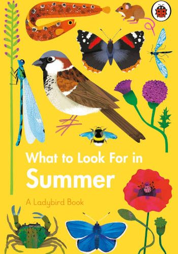 Ladybird What to Look For in Summer